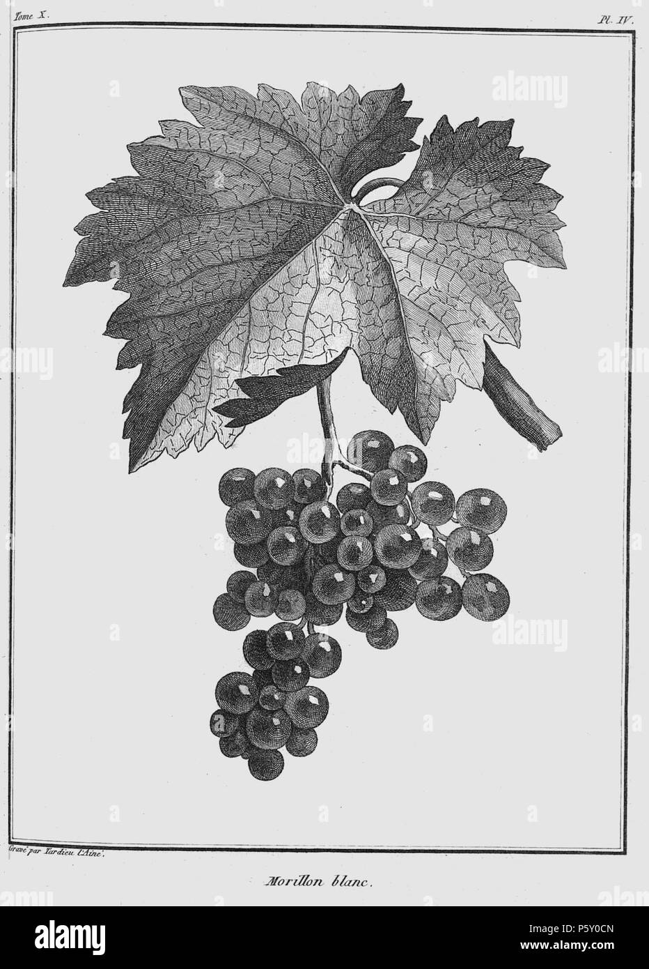 385 Rozier - Cours d'agriculture, tome 10, pl. 4 Banque D'Images