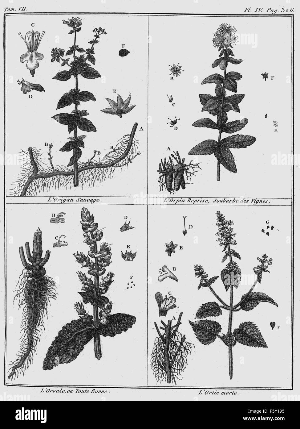 386 Rozier - Cours d'agriculture, tome 7, pl. 4 Banque D'Images