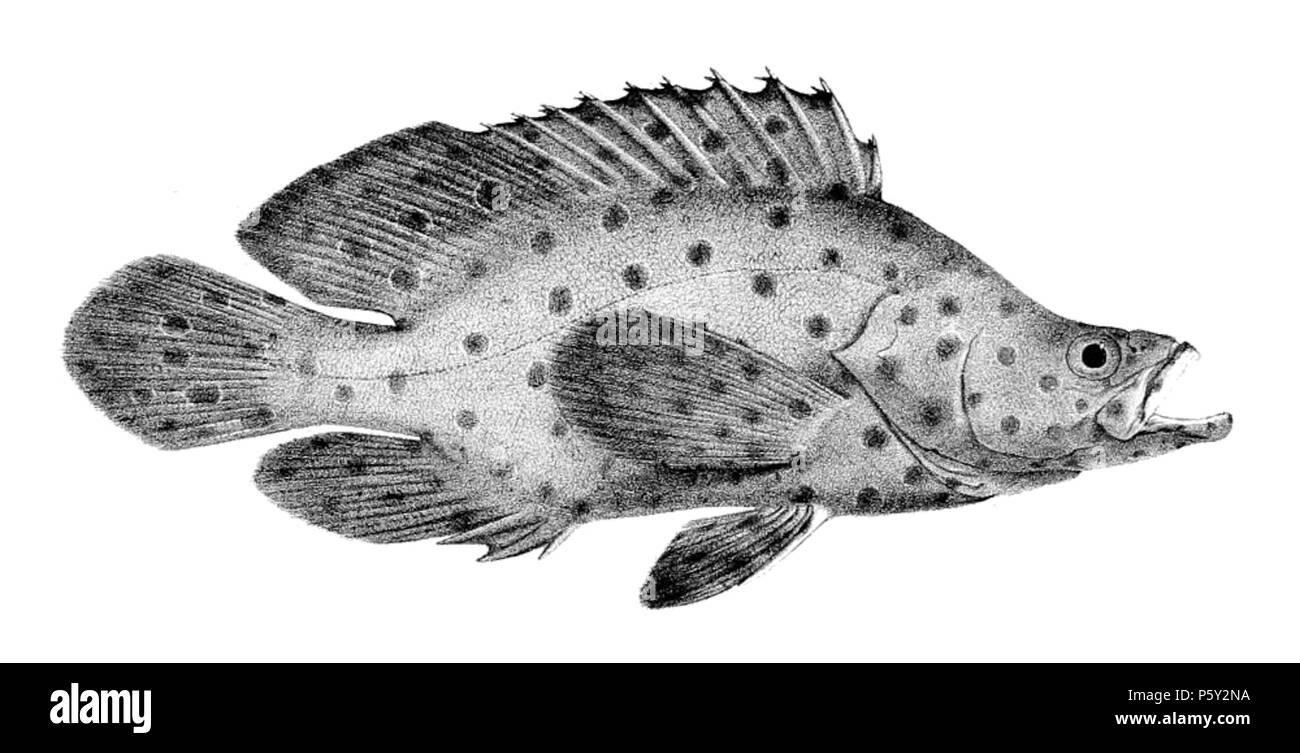 391 Cromileptes altivelis (Jour) Banque D'Images