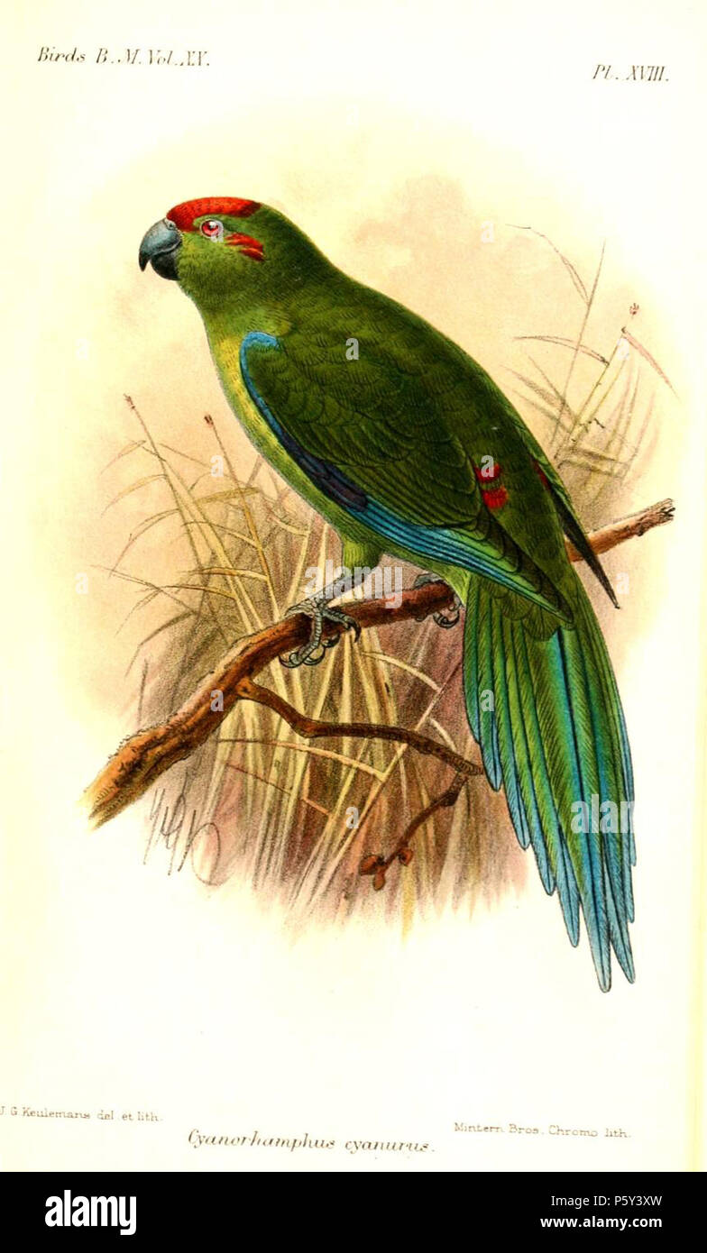 N/A. Cyanurus Cyanorhamphus Cyanoramphus novaezelandiae cyanurus  = Kermadec Perruche à couronne rouge . 1891. John Gerrard Keulemans (1842-1912) Alternative Names Johannes Gerardus Keulemans ; J. G. Keulemans ornithologue néerlandais Description et l'artiste Date de naissance/décès 8 Juin 1842 29 décembre 1912 Lieu de naissance/décès Rotterdam London Authority control : Q1335286 VIAF:42113661 ISNI:0000 0000 6313 981X ULAN:500041975 RCAC:no98083374 ALN:35268760 395 CyanorhamphusCyanurusKeulemans WorldCat Banque D'Images