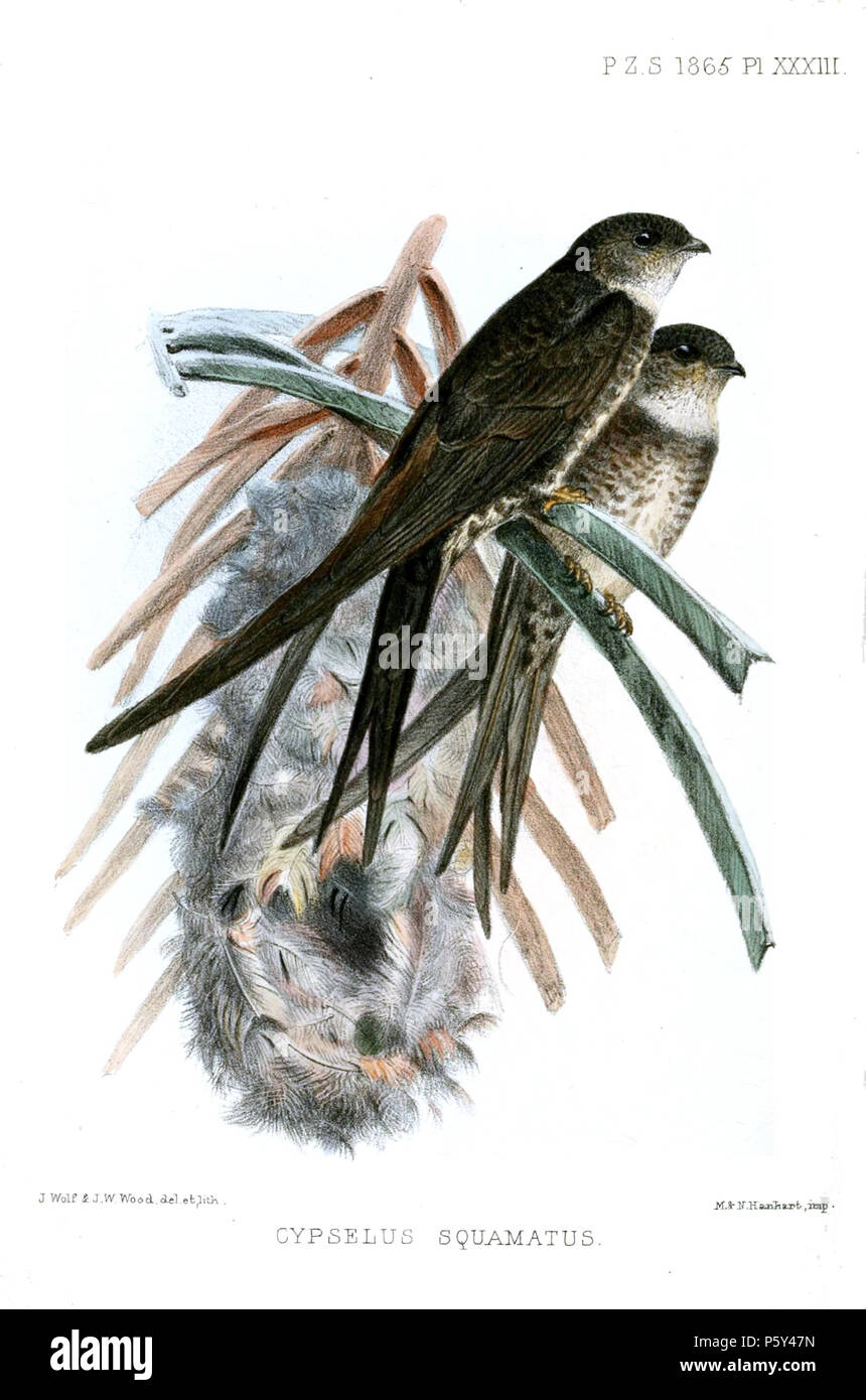 N/A. Cypselus squamatus Tachornis squamata squamata  = (Cassin, 1853) Anglais : Palm à queue-swift, adultes au nid . 1865 (publié 1866). Joseph Wolf (1820-1899) Noms alternatifs Matthias Wolf ; Joseph Wolff ; Josef Wolf ; Matthias Wolff artiste allemand Description Date de naissance/Décès 21 Janvier 1820 20 avril 1899 Lieu de naissance/décès Mörz, Allemagne lieu de travail Londres London Authority control : Q1708274 VIAF:54950825 ISNI:0000 0000 8384 0531 ULAN:500006240 RCAC:n:NLA80006277 36115701 396 CypselusSquamatusWolf WorldCat Banque D'Images