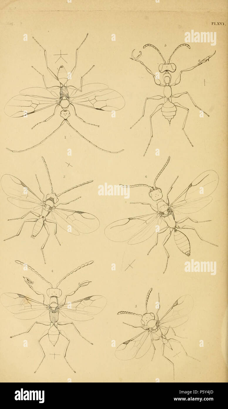 N/A. Anglais : Magazine entomologique Plaque LXV LXV.-Voir l'article LIII. p. 411-435 [sur l'Dryinida), &c. Par Francis Walker , en grande partie basé sur Haliday mss.] Fig. 1 Embolemus Ruddii. 2. Labeo excisus. 3. Melaleucus Aphelopus. 4. Dryinus collaris. 5. Dicondylus pedestris. 6. Epyris au Niger. 1832. Alexander Henry Haliday 519 EntomologicalMagazineLXVI Banque D'Images