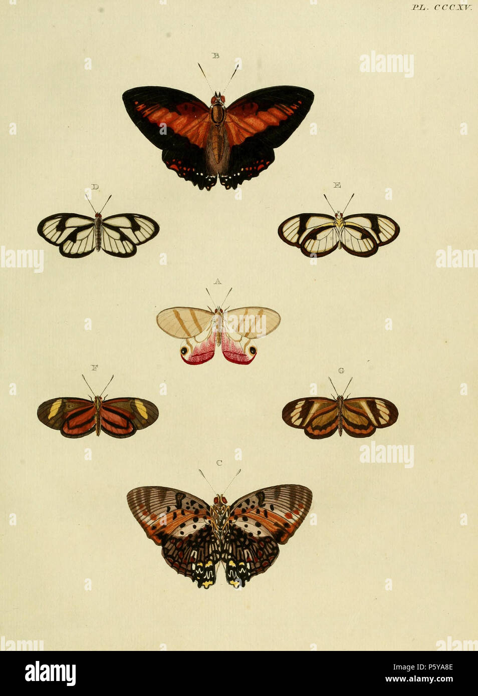 N/A. CCCXV plaque d'Avertissement : certains taxons/noms peuvent être mal identifié/mal appliqués ou placés dans un autre genre. A : '(Papilio) Pireta" (  = Cithaerias pireta (Stoll, [1780]), iconotype, voir 2008). Photos à code à barres de la vie. B, C : '(Papilio) Zingha" (  = Charaxes zingha (Stoll, [1780]), iconotype, voir 2008). Photos à code à barres de la vie. D, E : '(Papilio) Diaphana" (  = Ithomia drymo Hübner, 1816), voir papillons du monde, NHM et 2008. Photo de l'Université Bordeaux 1. Des femmes. Homme sur pl. 231 C F (), G () : '(Papilio) Selene" (  = Ceratinia neso nisea (Godart, 1819), voir 2008). Photos une Banque D'Images