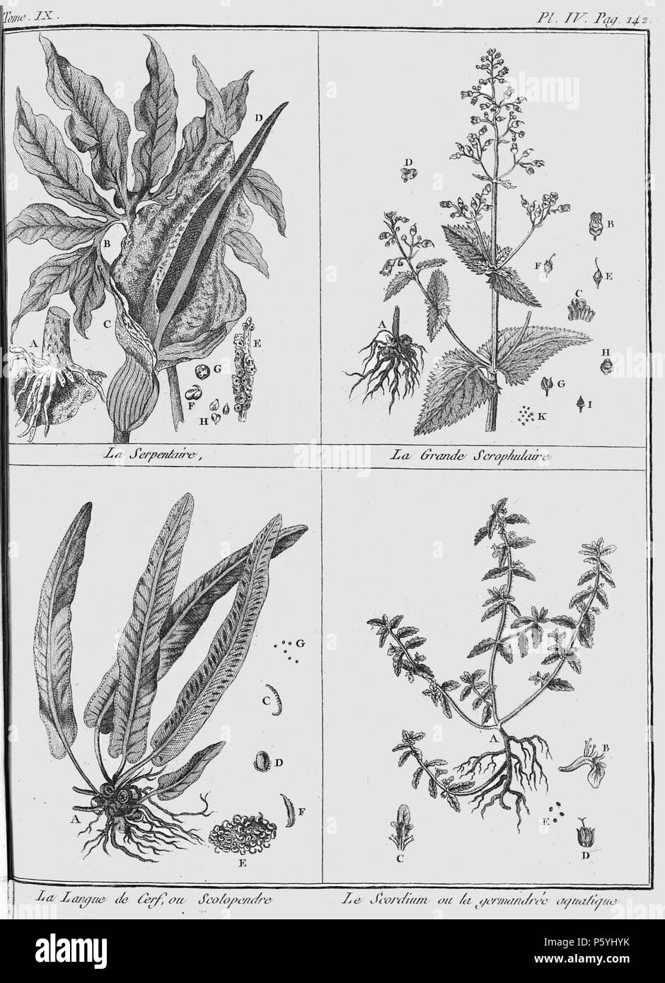 386 Rozier - Cours d'agriculture, tome 9, pl. 4 Banque D'Images