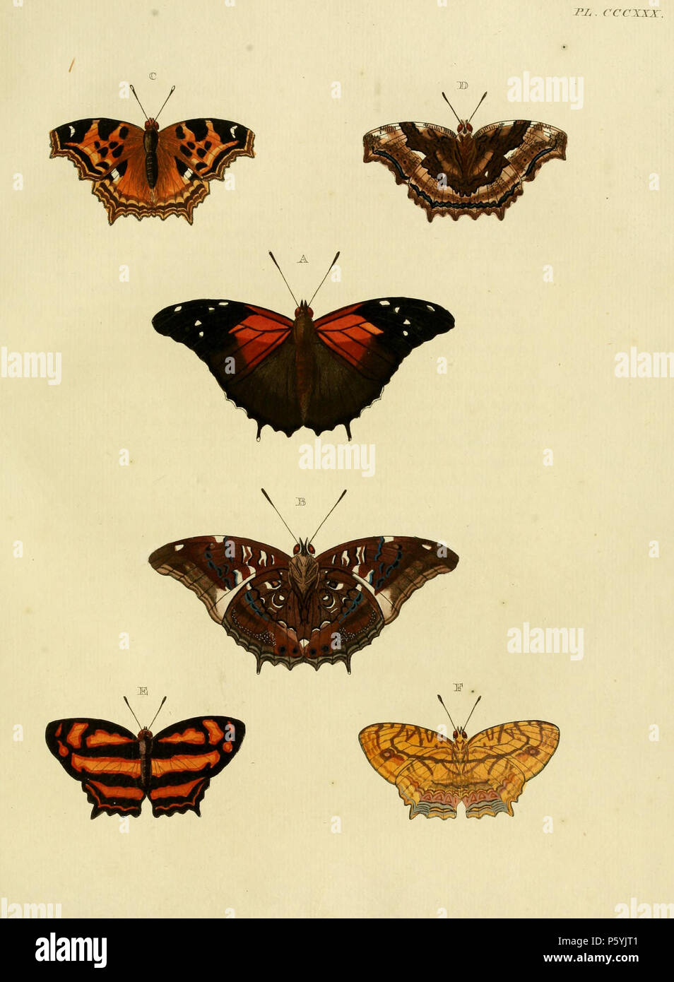 N/A. CCCXXX plaque d'Avertissement : certains taxons/noms peuvent être mal identifié/mal appliqués ou placés dans un autre genre. A, B : '(Papilio) Pherecydes" (  = Historis acheronta acheronta (Fabricius, 1775), voir 2008). Photos de papillons d'Amérique. C, D : '(Papilio) Polychloros" (  = Nymphalis polychloros (Linnaeus, 1758), voir 2008). Photos à la Linnean Collections. Description en français écrit 'Polychlores'. E, F : '(Papilio) Lucina Hamearis lucina" (  = (Linnaeus, 1758), voir 2008). Photos à la Linnean Collections. . 1779. Pieter Cramer (1721 - 1776) et CASPAR Stoll (entre 1725 et 1730 - 1791) 3 Banque D'Images