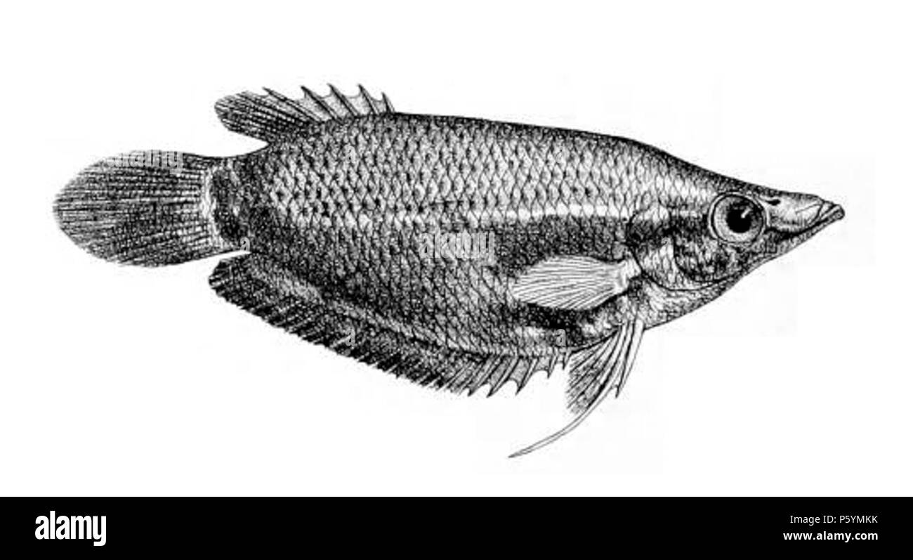 394 Ctenops nobilis Jour Banque D'Images