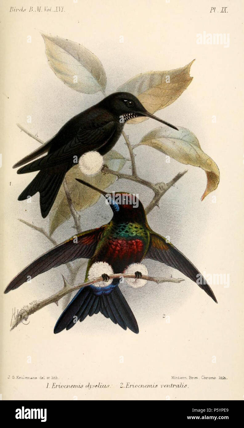 N/A. 1. (Ci-dessus) Eriocnemis dyselius cupreoventris Elliot  = Eriocnemis (Fraser, 1840) var. dyselius (melanistic) 2. (Ci-dessous) Eriocnemis ventralis Salv.  = Eriocnemis vestita vestita hybride (Lesson, 1838) × Eriocnemis cupreoventris (Fraser, 1840) anglais : 'Amethyst évent Puffleg'  = Glowing Puffleg cuivré ×-bellied Puffleg (ci-dessous) . 1892. John Gerrard Keulemans (1842-1912) Alternative Names Johannes Gerardus Keulemans ; J. G. Keulemans ornithologue néerlandais Description et l'artiste Date de naissance/décès 8 Juin 1842 29 décembre 1912 Lieu de naissance/décès Rotterdam Londres contrôle d'autorité Banque D'Images