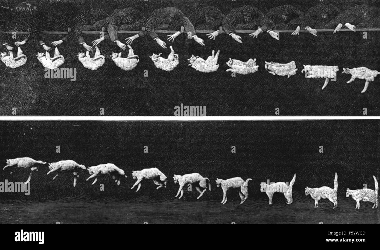 N A Anglais Chute De Chat Un Court Metrage De Etienne Jules Marey D Abord Montre La Facon Dont Les Chats La Terre Sur Leurs Pieds 14