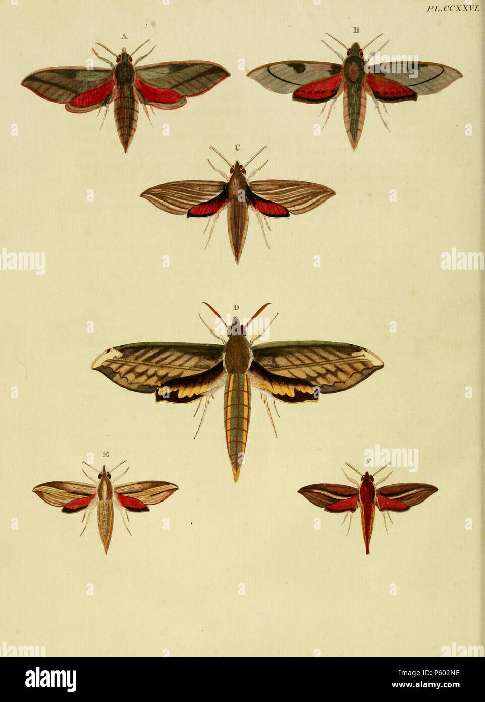 N/A. Une plaque CCXXVI : '(Sphinx) Aeas" (  = Theretra capensis (Linnaeus, 1764)), voir 2008. Photos à code à barres de la vie. Même sp. comme B B : '(Sphinx) Cécrops" (  = Theretra capensis (Linnaeus, 1764)), voir 2008. Photos à code à barres de la vie. Même sp. en tant que C : '(Sphinx) Hippotion Eson" (  = eson (Cramer, [1779]), iconotype), voir 2008. Photo à code à barres de la vie. D : '(Sphinx) Nessus" (  = Amphion floridensis (Clark, 1920)), voir 2008. Photos à code à barres de la vie. Aussi sur la plaque 107 D. E (), F () : '(Sphinx) Theylia» (  = Hippotion rafflesii Butler (1877)), voir l'Index des noms de Lépidoptères, NHM. Photo Banque D'Images