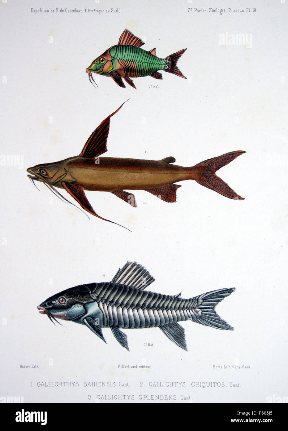 N/A. Anglais : De haut en bas : Callichthys splendens Castelnau, 1855  = Emerald le poisson-chat, Brochis splendens (Castelnau, 1855) Galeichthys bahiensis Castelnau, 1855  = Gafftopsail le poisson-chat, la mer Bagre marinus (Mitchill, 1815) Callichthys chiquitos Castelnau, 1855  = Atipa, Hoplosternum littorale (Hancock, 1828) . 1856. Francis de Laporte de Castelnau (-1880) Noms alternatifs Nompar de Caumont François Louis LaPorte, comte de Castelnau ; François Laporte ; Francis de Castelnau. Description naturaliste français, explorateur et entomologiste Date de naissance/décès 25 Décembre 1810 / 25 Décembre 1812 Banque D'Images