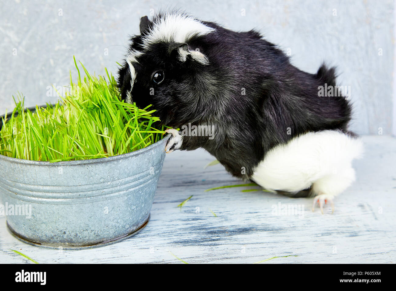 Blacck cochon près de vase avec de l'herbe fraîche. Foto Studio. Banque D'Images