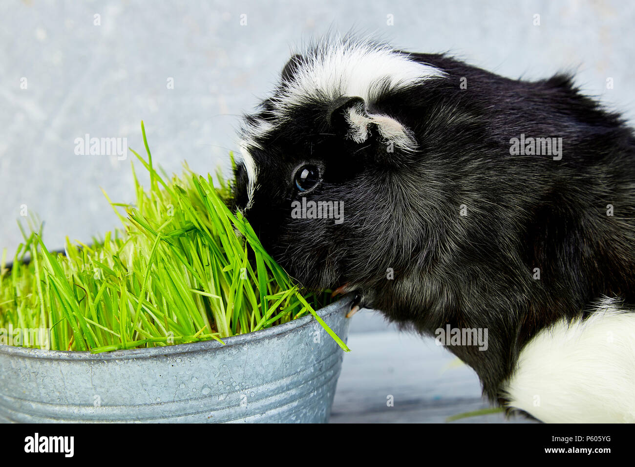 Blacck cochon près de vase avec de l'herbe fraîche. Foto Studio. Banque D'Images