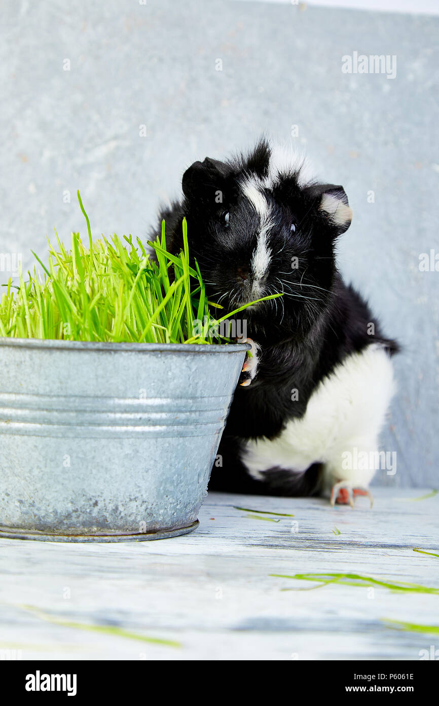 Blacck cochon près de vase avec de l'herbe fraîche. Foto Studio. Banque D'Images