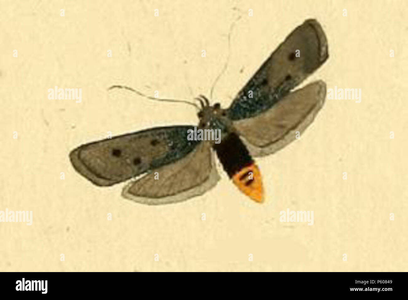 N/A. Anglais : Ethmia aurifluella . 1810. HÜBNER 532 aurifluella Ethmia Banque D'Images
