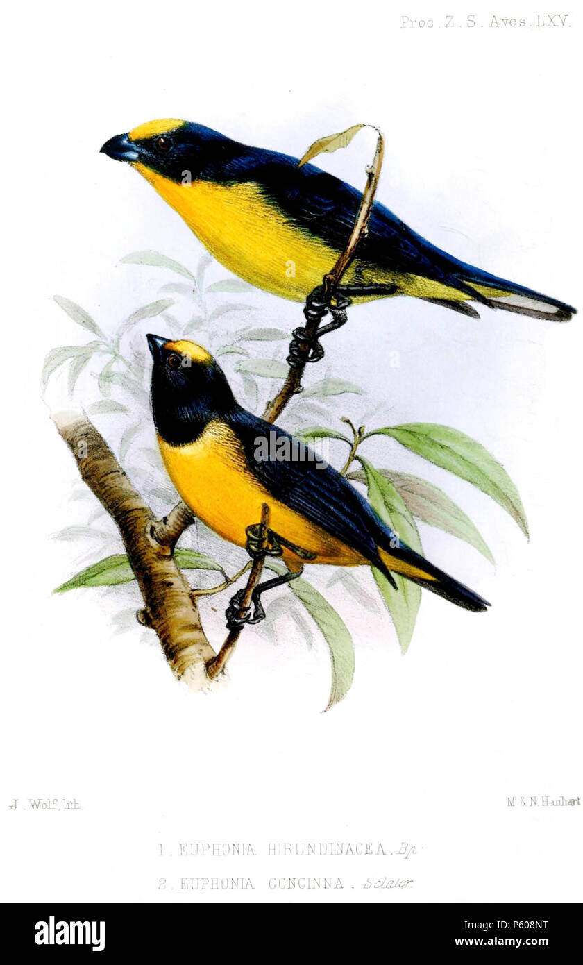 N/A. Euphonia hirundinacea & E. concinna . 1854. Joseph Wolf (1820-1899) Noms alternatifs Matthias Wolf ; Joseph Wolff ; Josef Wolf ; Matthias Wolff artiste allemand Description Date de naissance/Décès 21 Janvier 1820 20 avril 1899 Lieu de naissance/décès Mörz, Allemagne lieu de travail Londres London Authority control : Q1708274 VIAF:54950825 ISNI:0000 0000 8384 0531 ULAN:500006240 RCAC:n:NLA80006277 36115701 535 EuphoniaWolf WorldCat Banque D'Images