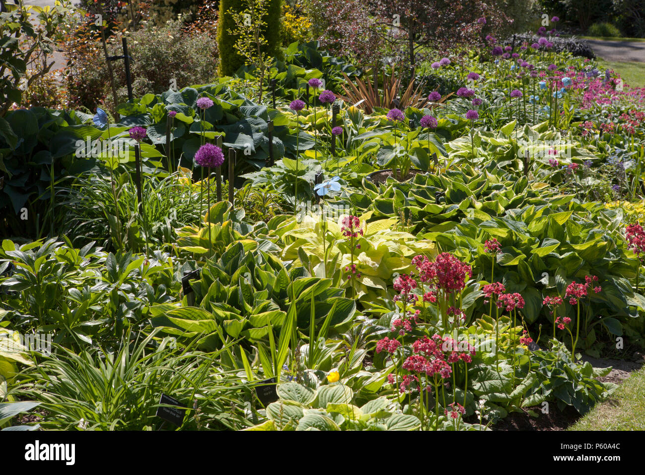 Une bordure de plantes en Holehird Gardens près de Windermere dans le Lake District, Cumbria Banque D'Images