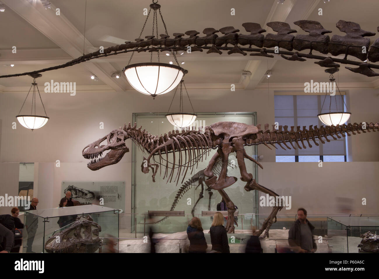 Des fossiles de dinosaures dans le Musée Américain d'Histoire Naturelle de Central Park à l'ouest de New York City Banque D'Images