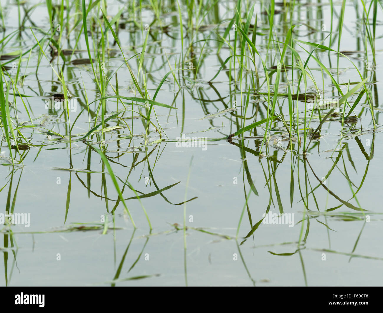 Jeune plant de riz vert avec réflexion en étroite jusqu'à Ayutthaya province, partie centrale de la Thaïlande, avec le fond de ciel Banque D'Images