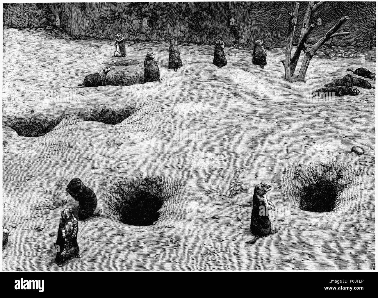 D148- 399 chiens des prairies et leurs silos. - L1-CH3 Banque D'Images
