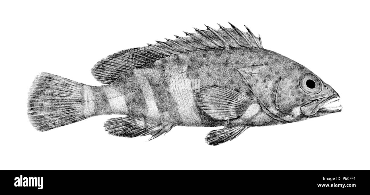 520 Epinephelus stoliczkae (Jour) Banque D'Images