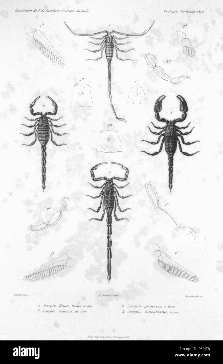 N/A. (Haut) : Scorpion filum Hempr. et Ehr.  = Isometrus maculatus (De Geer, 1778) (1a : à partir de la tête au-dessus, 1b : pectine) (à gauche) : Scorpion granosus P. Gerv.  = Megacormus granosus (Gervais, 1843) (2a : à partir de la tête au-dessus, 2b : pectine, 2c : fin de la queue) (droite) : Scorpio maurus de Geer  = Scorpio maurus Linnaeus, 1758 (3a : à partir de la tête au-dessus, 3b : pectine, 3c : fin de la queue) (en bas) : Scorpion biaculeatus Lucas  = Centruroides gracilis (Latreille, 1804) (4a : pectine, 4c : fin de la queue) . Francis de Laporte de Castelnau (-1880) Noms alternatifs Nompar de Caumont François Louis LaPorte, comte de Castelnau ; Franço Banque D'Images