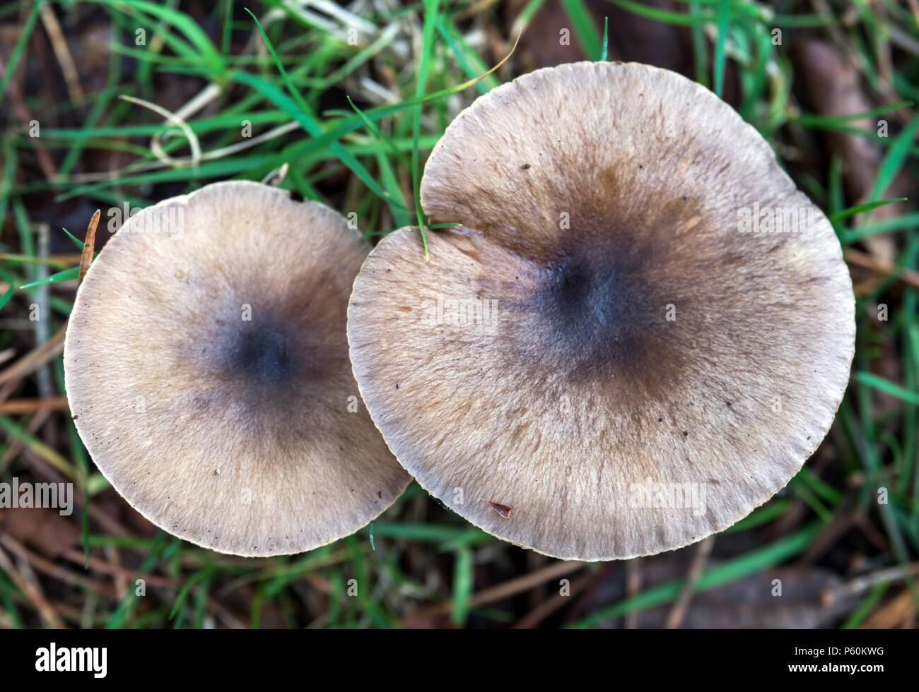 Une vue d'un plan macro de deux champignons du bois sauvage Banque D'Images