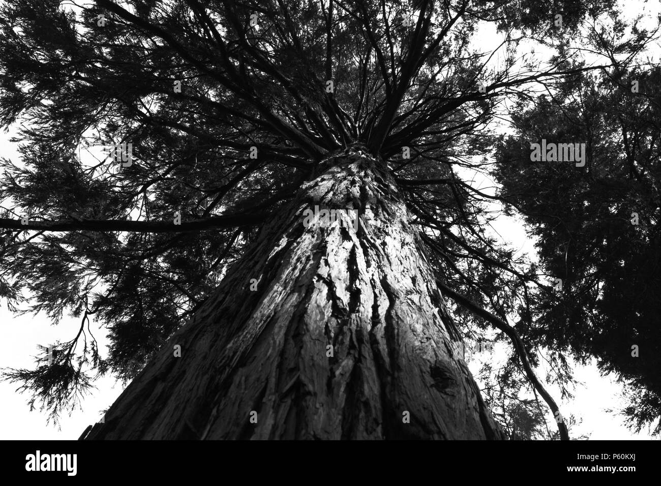 Vue sur le côté d'un pin à l'auvent au-dessus, en noir et blanc. Banque D'Images