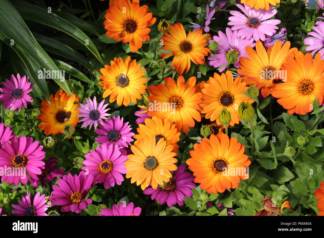 Un cluster de Marguerite Marguerites Cape Orange à différents stades de floraison de marguerites mauve à l'arrière-plan Banque D'Images