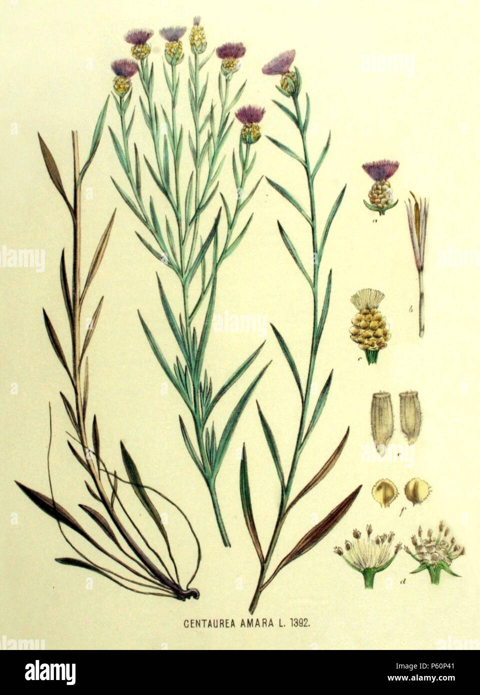 N/A. Español : Centaurea jacea subsp. gaudinii (Boiss. & Reut.) Gremli (Côme Centaurea amara L.) en Kops J. et al., la flore Batava, 18, pl. 1392, 1889 . 1889. Kops J. et al. 261 C. amara-002 Banque D'Images