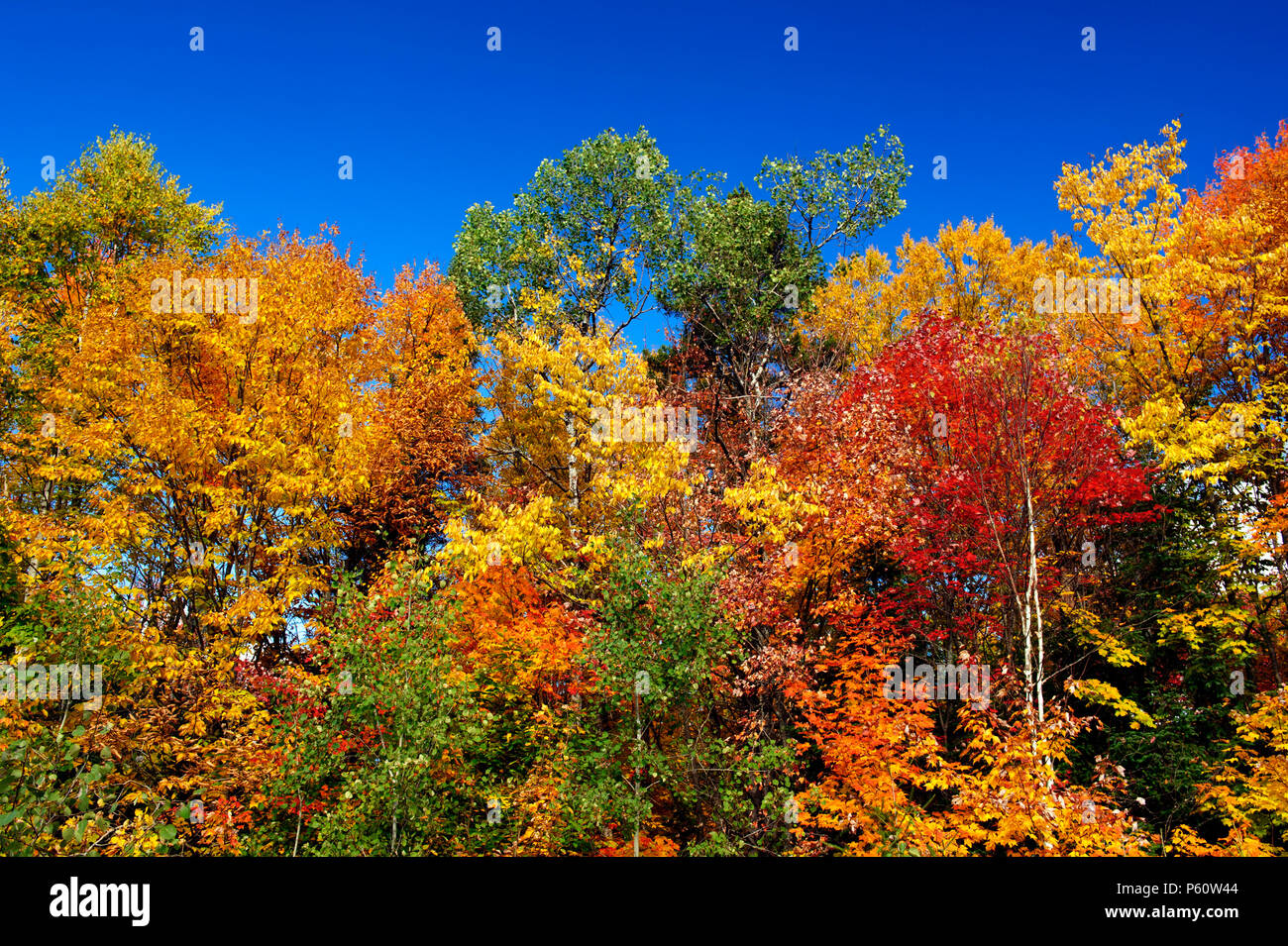 Couleurs de l'automne flamboyant dans les Laurentides, province de Québec, Canada. Les arbres multicolores contre un ciel bleu profond. Banque D'Images