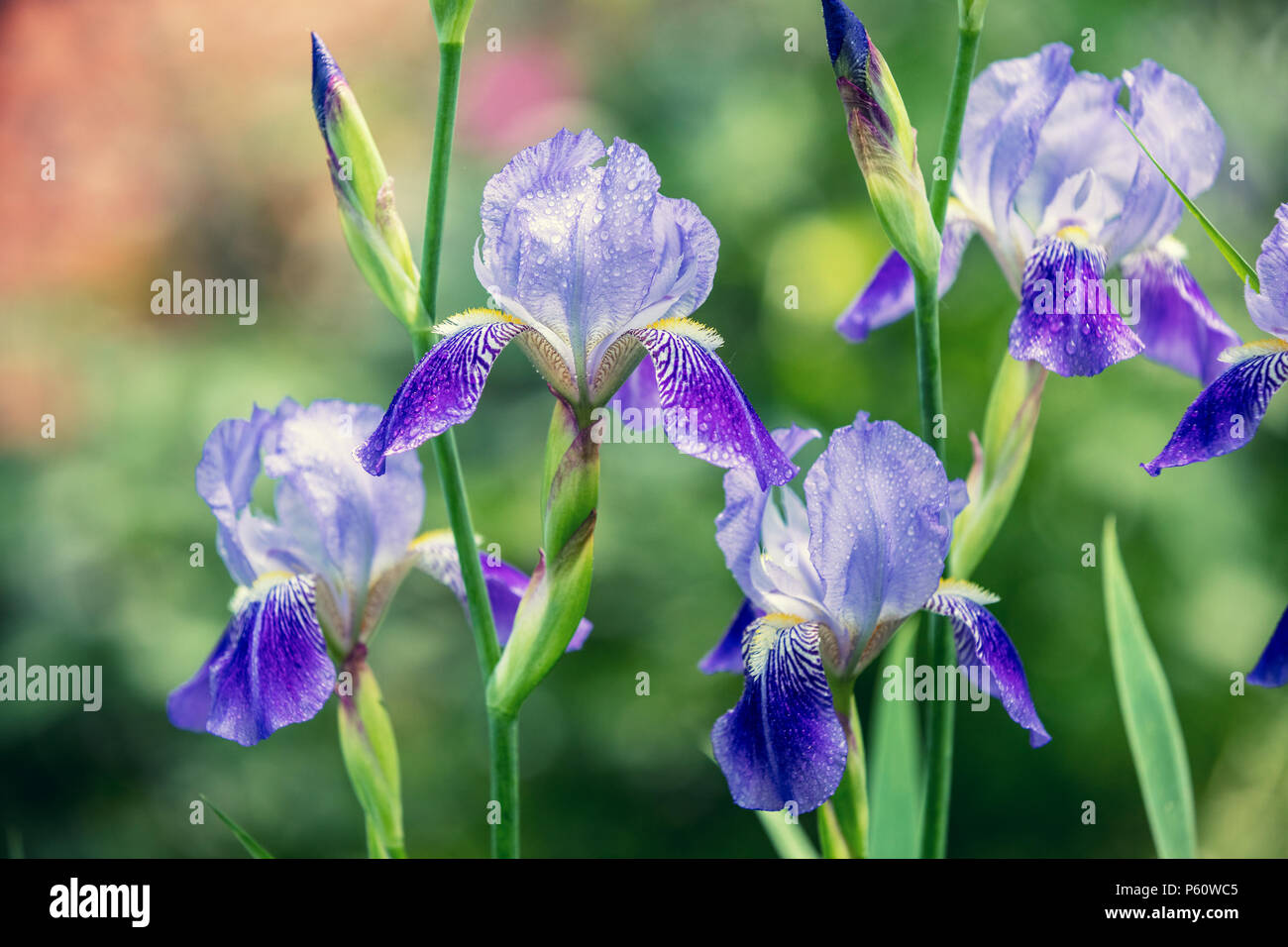 Blue iris fleurs du jardin après la pluie Banque D'Images