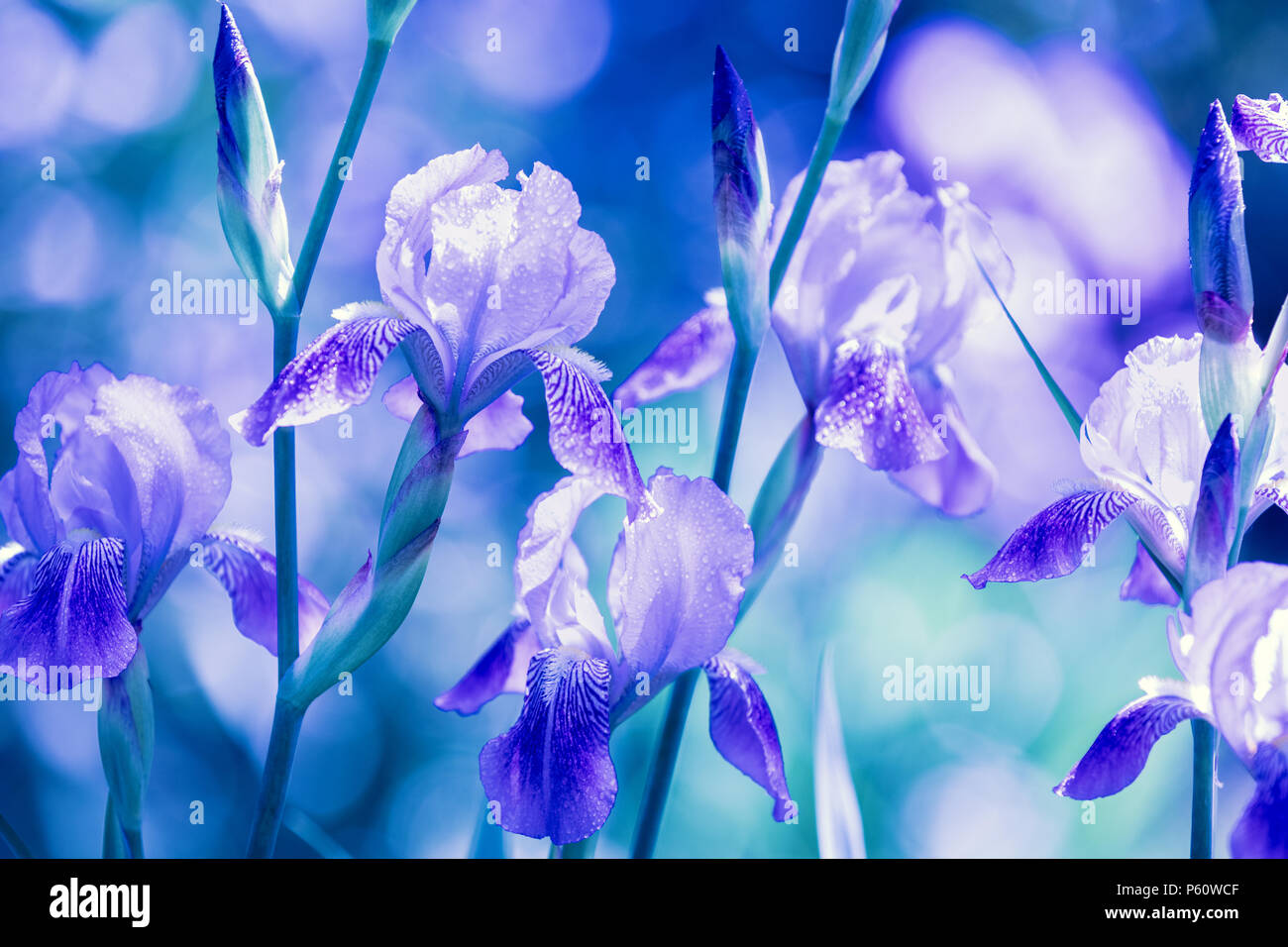 Blue iris fleurs du jardin après la pluie Banque D'Images
