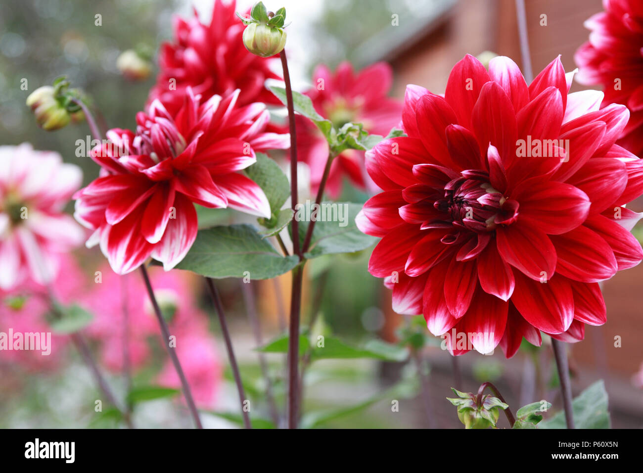 Beau jardin avec de grandes fleurs rouge en arrière-plan Banque D'Images