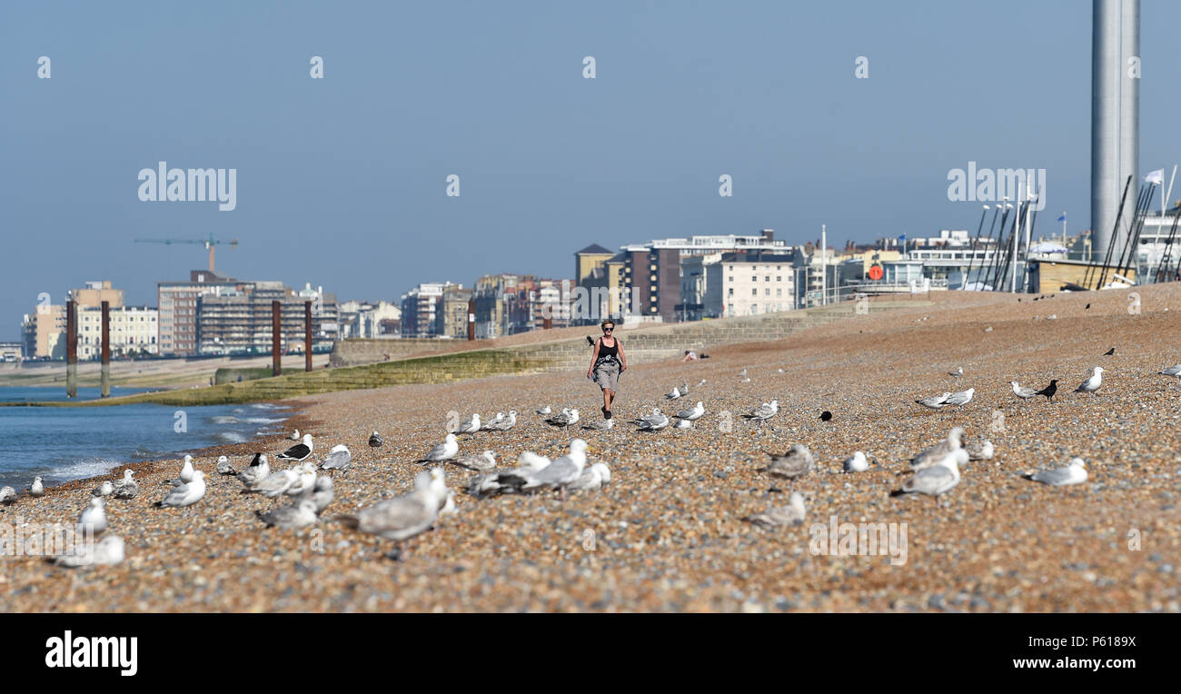 Brighton UK 28 juin 2018 - Royaume-Uni Météo : un matin tôt walker dans un bain de soleil sur la plage de Brighton ce matin . Le temps chaud devrait se poursuivre tout au long de la Grande-Bretagne pour la semaine prochaine avec des températures atteignant plus de 30 degrés dans certaines régions Crédit : Simon Dack/Alamy Live News Banque D'Images