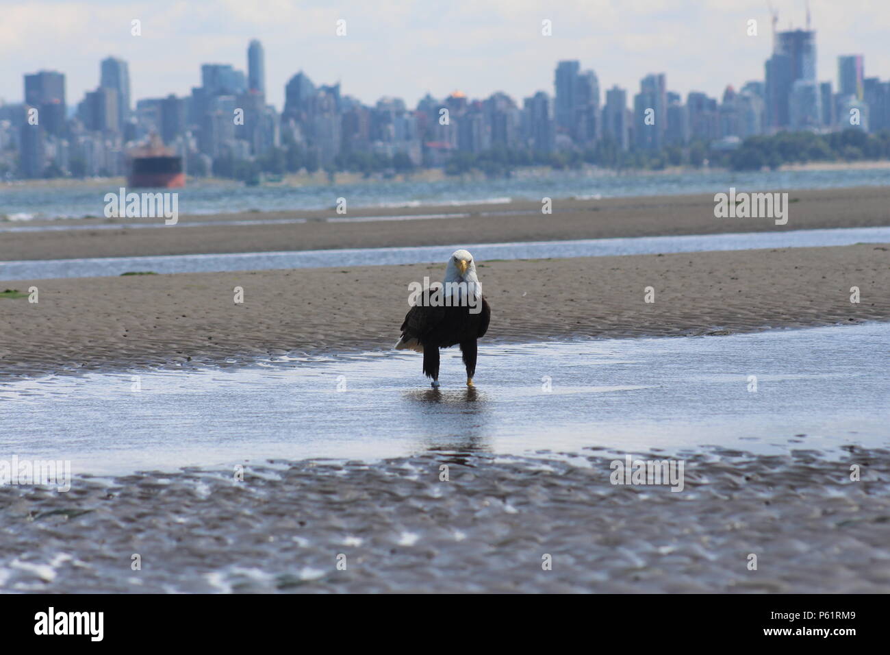 Pygargue à tête blanche dans les banques espagnoles à marée basse avec le centre-ville de Vancouver à l'arrière-plan. Banque D'Images