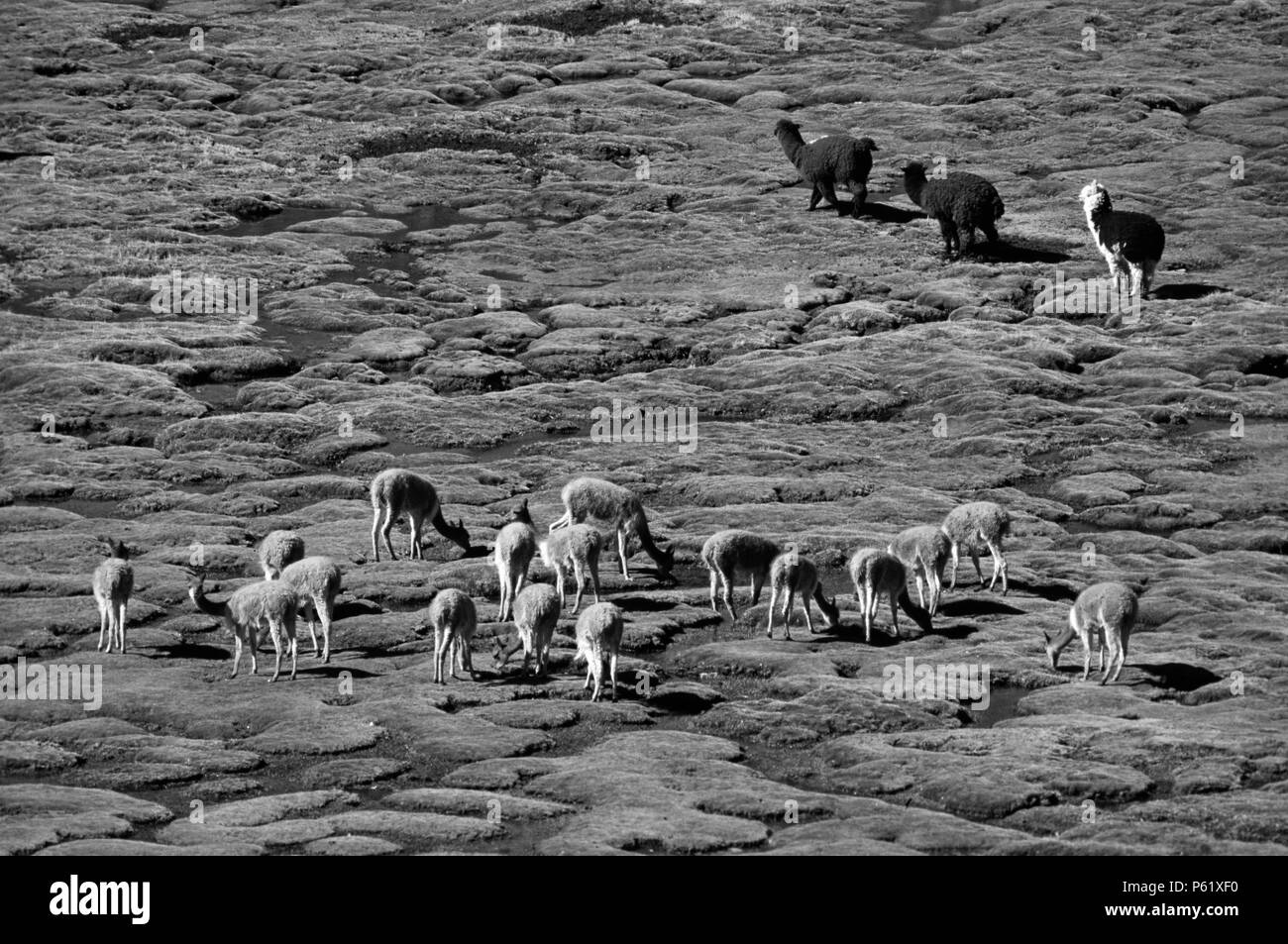 Un troupeau d'Alpaga & VICUNYA sauvages brouter sur les bofedales (prairies marécageuses) du parc national de Lauca, CHILI Banque D'Images