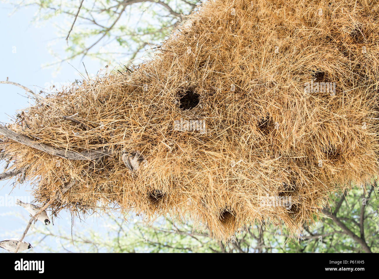 Sociable Weaver Nest close up Banque D'Images