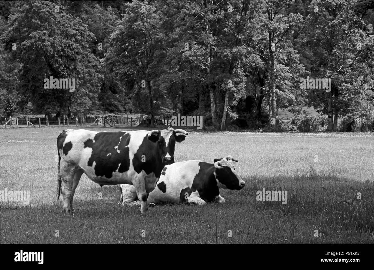 Des bovins dans les pâturages luxuriants près de PUESCO dans la région des lacs du Chili Banque D'Images