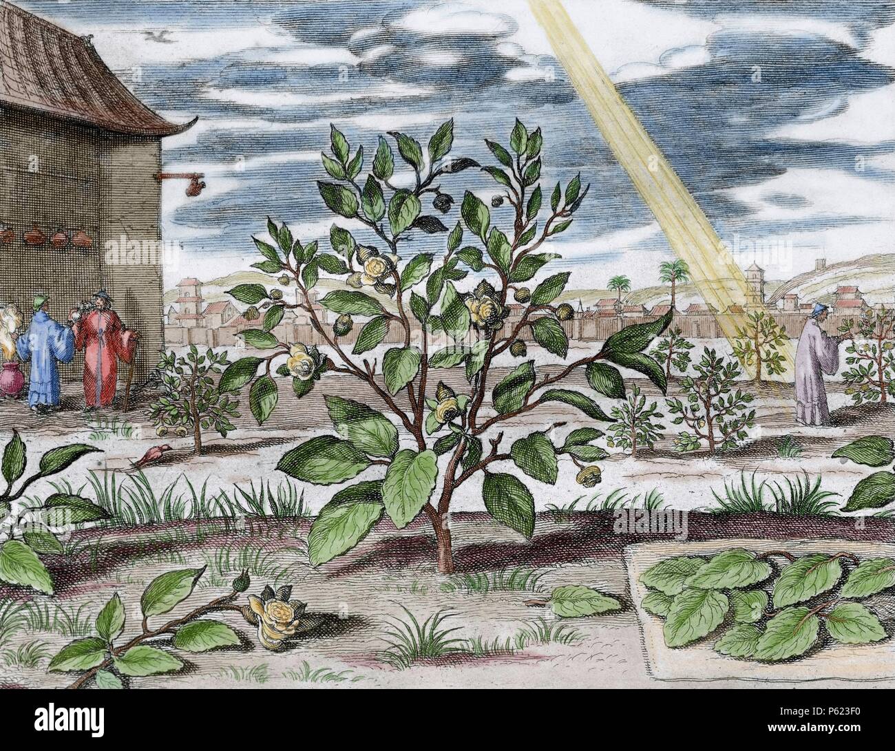 Athanasius Kircher (1601/1602Ð1680) (parfois orthographié par erreur Kirchner). Érudit jésuite allemand qui a publié près de 40 oeuvres, notamment dans les domaines des études orientales, la géologie, et de la médecine. La Chine, Monumentis qua sacris qua profanis, 1667. L'usine de thé. De couleur. Banque D'Images