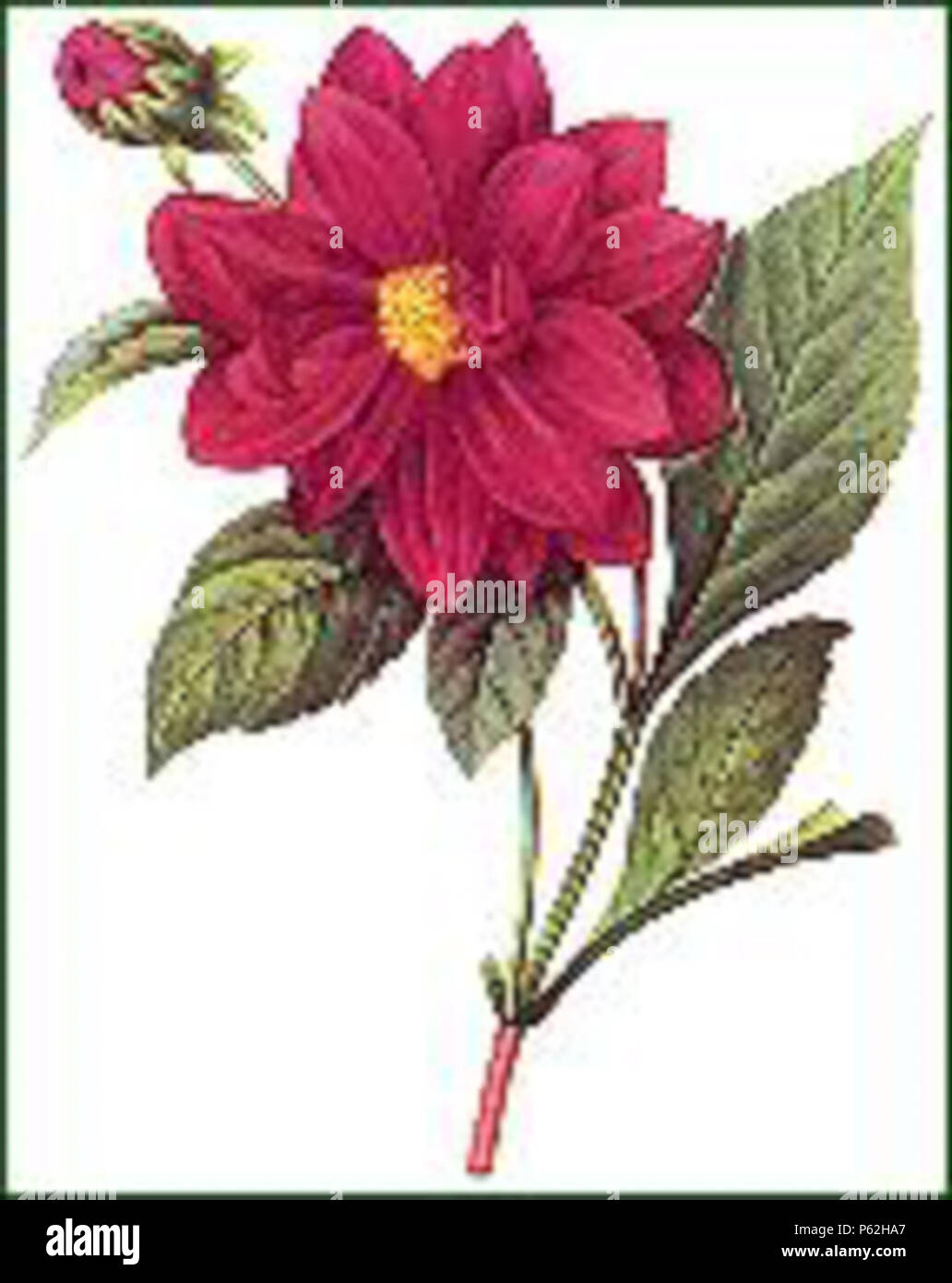 N/A. Dahlia . 1827. Pierre-Joseph Redouté (1759-1840), botaniste Français description botanique, peintre, graveur et illustrateur éditeur Date de naissance/décès 10 Juillet 1759 20 juin 1840 Lieu de naissance/décès Saint-Hubert, Luxembourg (Belgique) d'aujourd'hui lieu de travail Paris France contrôle d'autorité : Q551638 VIAF:46766391 ISNI:0000 0001 2096 0525 ULAN:500005678 RCAC:n79018443:Botaniste Redouté WorldCat 405 redoute Dahlia Banque D'Images