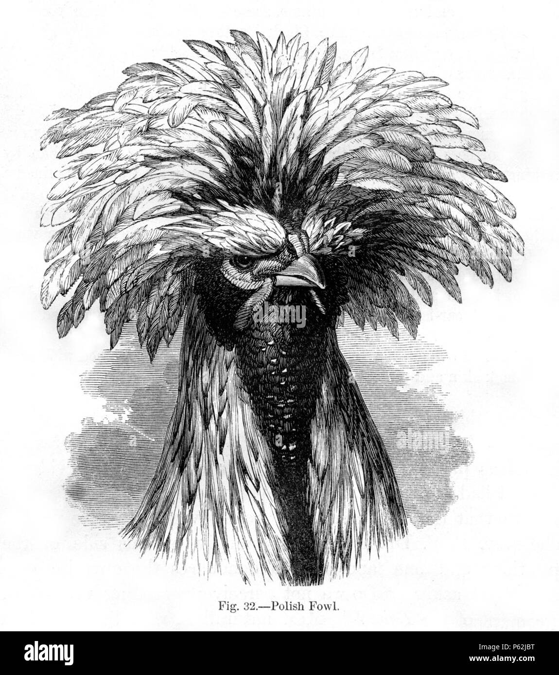 N/A. Anglais : Figure 32 - "Polish Fowl' de Charles Darwin's book Variation des animaux et des plantes sous Domestication publié en 1868. Janvier 1868. Charles Darwin (1809-1882) Noms alternatifs Charles Robert Darwin naturaliste et auteur britannique Description Date de naissance/décès 12 février 1809, 19 avril 1882 Lieu de naissance/décès Du Mont, Shrewsbury Down House contrôle d'autorité : Q1035 VIAF:27063124 ISNI:0000 0001 2125 1077 ULAN:500228559 RCAC:n:NARA78095637 10580367 413 Variations Darwin WorldCat Fig32 Banque D'Images