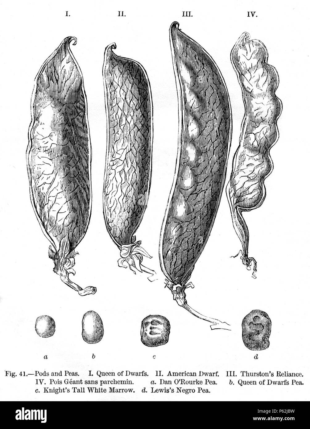 N/A. Anglais : Figure 41 - 'gousses de pois commun' de Charles Darwin's book Variation des animaux et des plantes sous Domestication publié en 1868. Janvier 1868. Charles Darwin (1809-1882) Noms alternatifs Charles Robert Darwin naturaliste et auteur britannique Description Date de naissance/décès 12 février 1809, 19 avril 1882 Lieu de naissance/décès Du Mont, Shrewsbury Down House contrôle d'autorité : Q1035 VIAF:27063124 ISNI:0000 0001 2125 1077 ULAN:500228559 RCAC:n:NARA78095637 10580367 413 Variations Darwin WorldCat Fig41 Banque D'Images