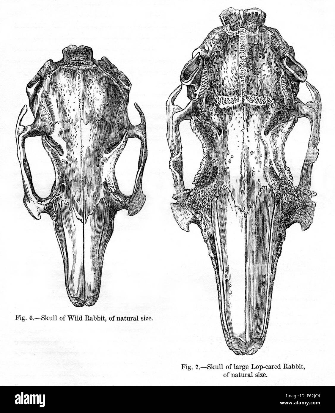 N/A. Anglais : Figure 6 - 'Skull de lapin sauvage de taille naturelle." La Figure 7 - 'Skull de grand Lop-eared Lapin, de taille naturelle." de Charles Darwin's book Variation des animaux et des plantes sous Domestication publié en 1868. Janvier 1868. Charles Darwin (1809-1882) Noms alternatifs Charles Robert Darwin naturaliste et auteur britannique Description Date de naissance/décès 12 février 1809, 19 avril 1882 Lieu de naissance/décès Du Mont, Shrewsbury Down House contrôle d'autorité : Q1035 VIAF:27063124 ISNI:0000 0001 2125 1077 ULAN:500228559 RCAC:n:NARA78095637 10580367 413 WorldCat Darwin Banque D'Images