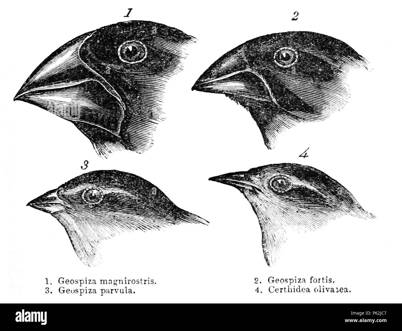 N/A. Les pinsons de Darwin des Galápagos ou pinsons. Darwin, 1845. Journal de recherches sur l'histoire naturelle et de géologie des pays visités pendant le voyage de H.M.S. Tour du monde, Beagle sous le commandement du Capitaine Fitz Roy, R.N. 2d edition. 1. (Catégorie) Geospiza magnirostris 2. (Catégorie) Geospiza fortis 3. Geospiza parvula, maintenant (Camarhynchus parvulus) catégorie 4. Certhidea olivacea (Catégorie) . avant 1882. John Gould (14.Sep.1804 - 3.Feb.1881) 413 les pinsons de Darwin par Gould Banque D'Images