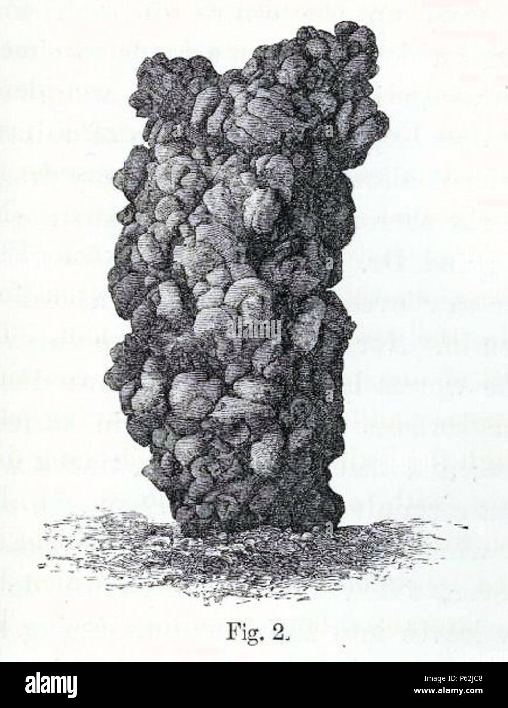 N/A. Anglais : moulage en forme de tour de près de Nice, construit de terre, 2 à 3 pouces de haut, probablement annulé par une espèce de 'Perichaeta» ; copié à partir d'une photographie Deutsch : Turmförmige, bis zu neun Zentimeter hohe Erd-Ausscheidungen aus der Nähe von Nizza, gezeichnet nach einer Fotografie von der Gruppe, Darwin 'Perichaeta' zugeordnet . 1881. Charles Darwin (1809-1882) Noms alternatifs Charles Robert Darwin naturaliste et auteur britannique Description Date de naissance/décès 12 février 1809, 19 avril 1882 Lieu de naissance/décès Du Mont, Shrewsbury Down House contrôle d'autorité : Q1035 VIA Banque D'Images