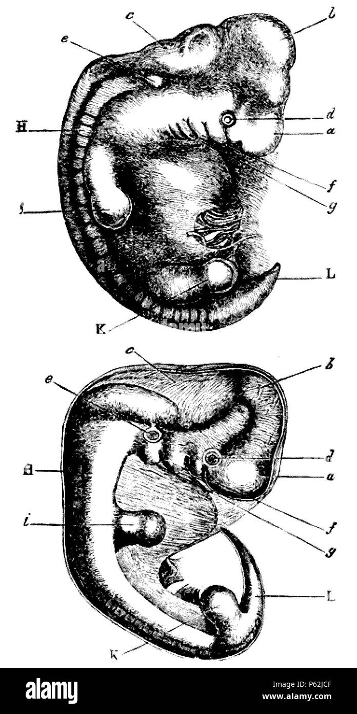 413 DarwinAbst1 Banque D'Images