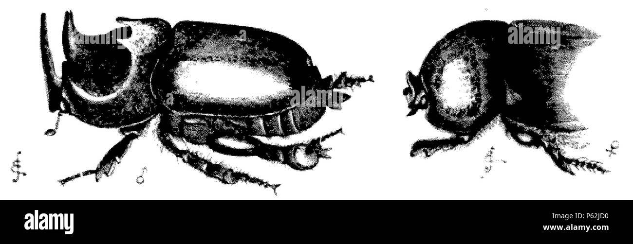 413 DarwinAbst19 Banque D'Images