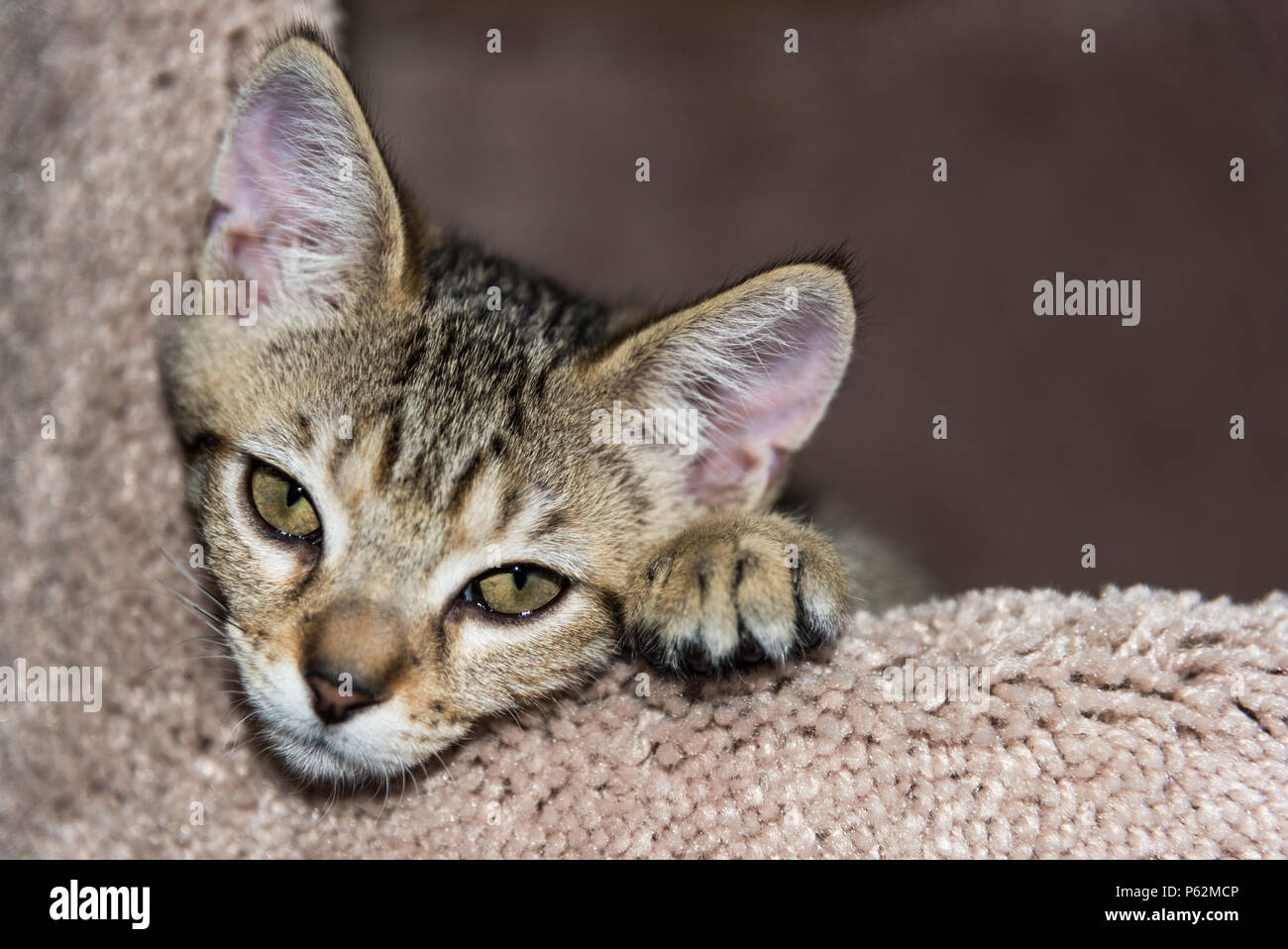 Chaton doux visage à l'intérieur avec copie espace Banque D'Images