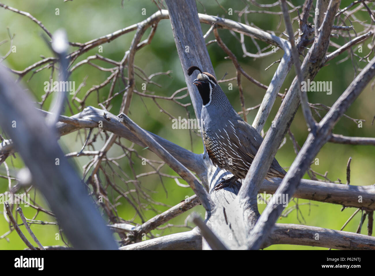 Colin de Californie mâle au Refuge d'oiseaux Reifel, Vancouver BC Canada Banque D'Images
