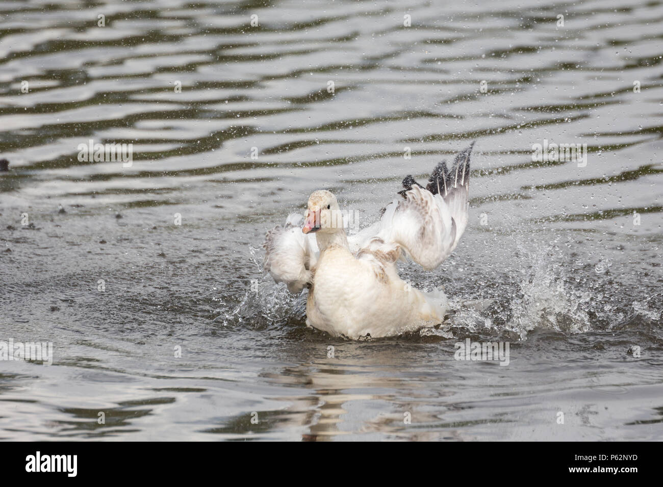 White snow goose à Burnaby Lake Park, Vancouver BC Canada Banque D'Images